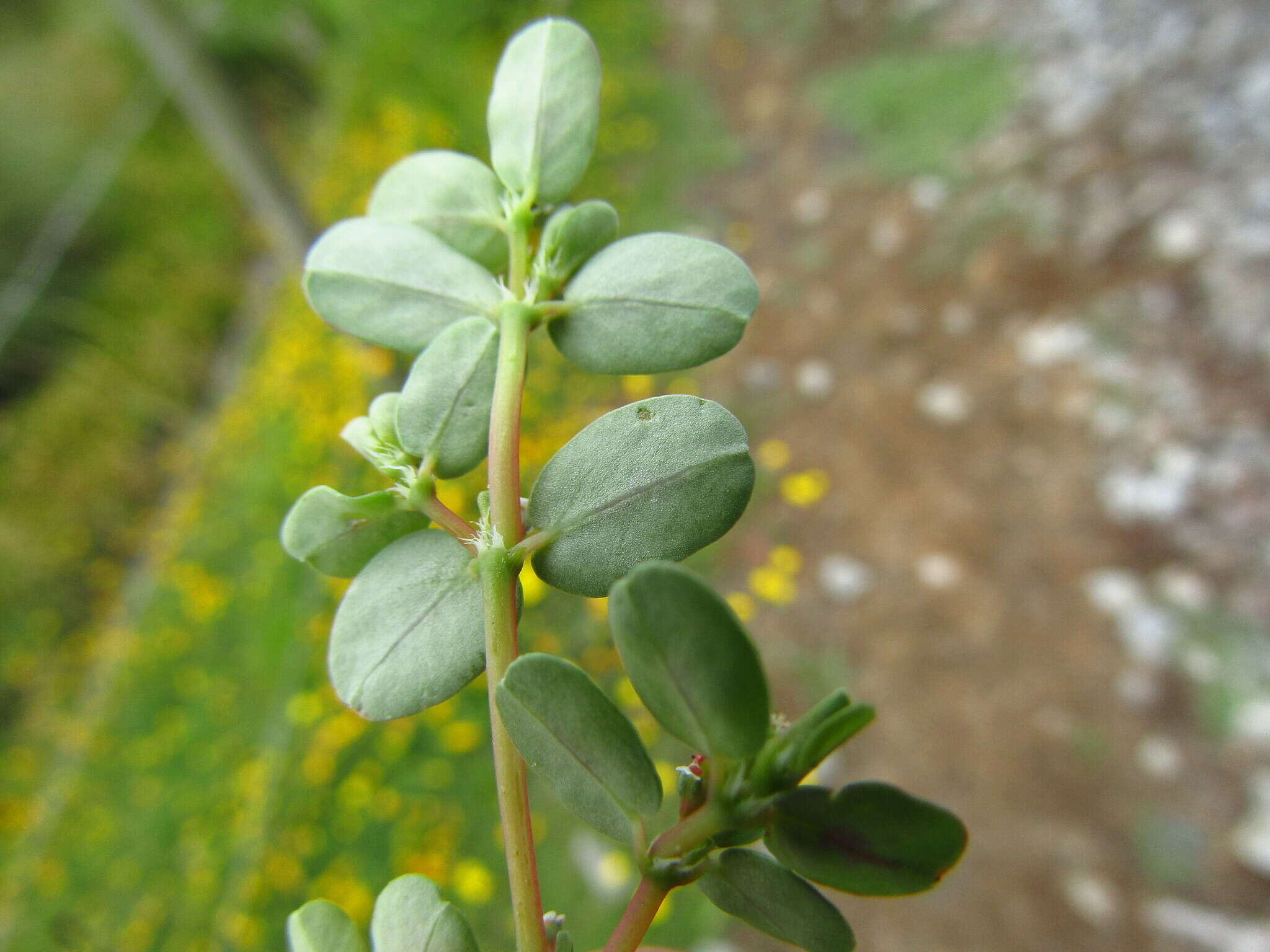 Image of Euphorbia klotzschii Oudejans
