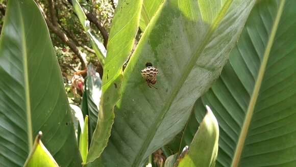 Image of Polistes humilis (Fabricius 1781)