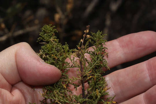 Image of Ambrosia artemisioides Meyen & Walp.