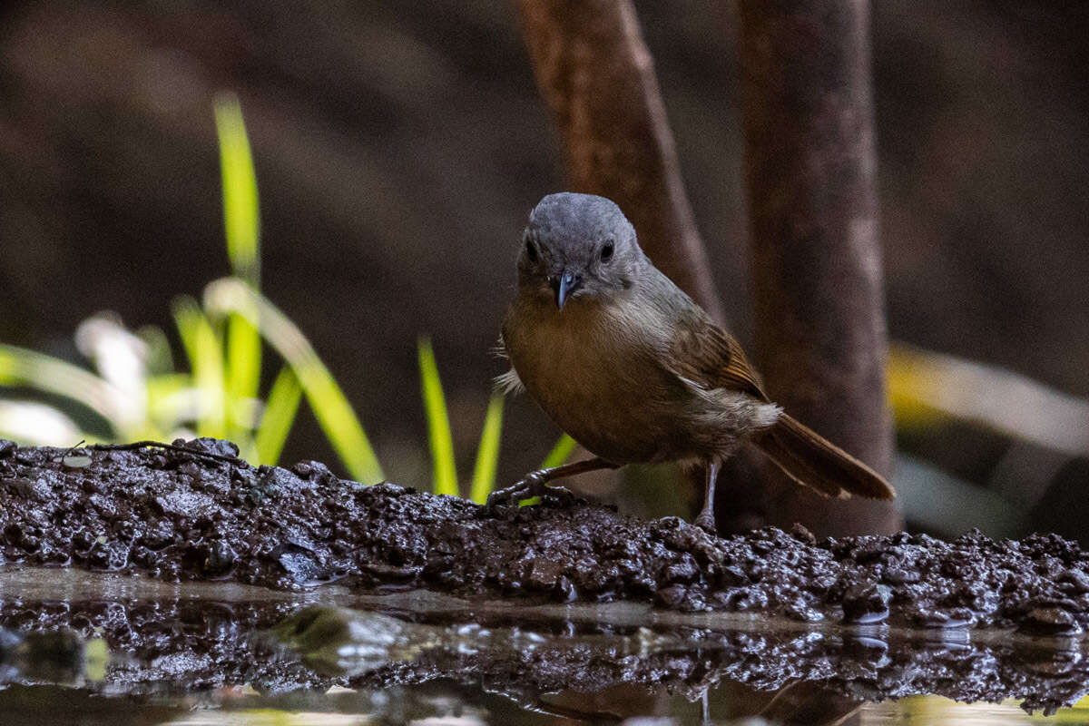 Image of Brown-cheeked Fulvetta