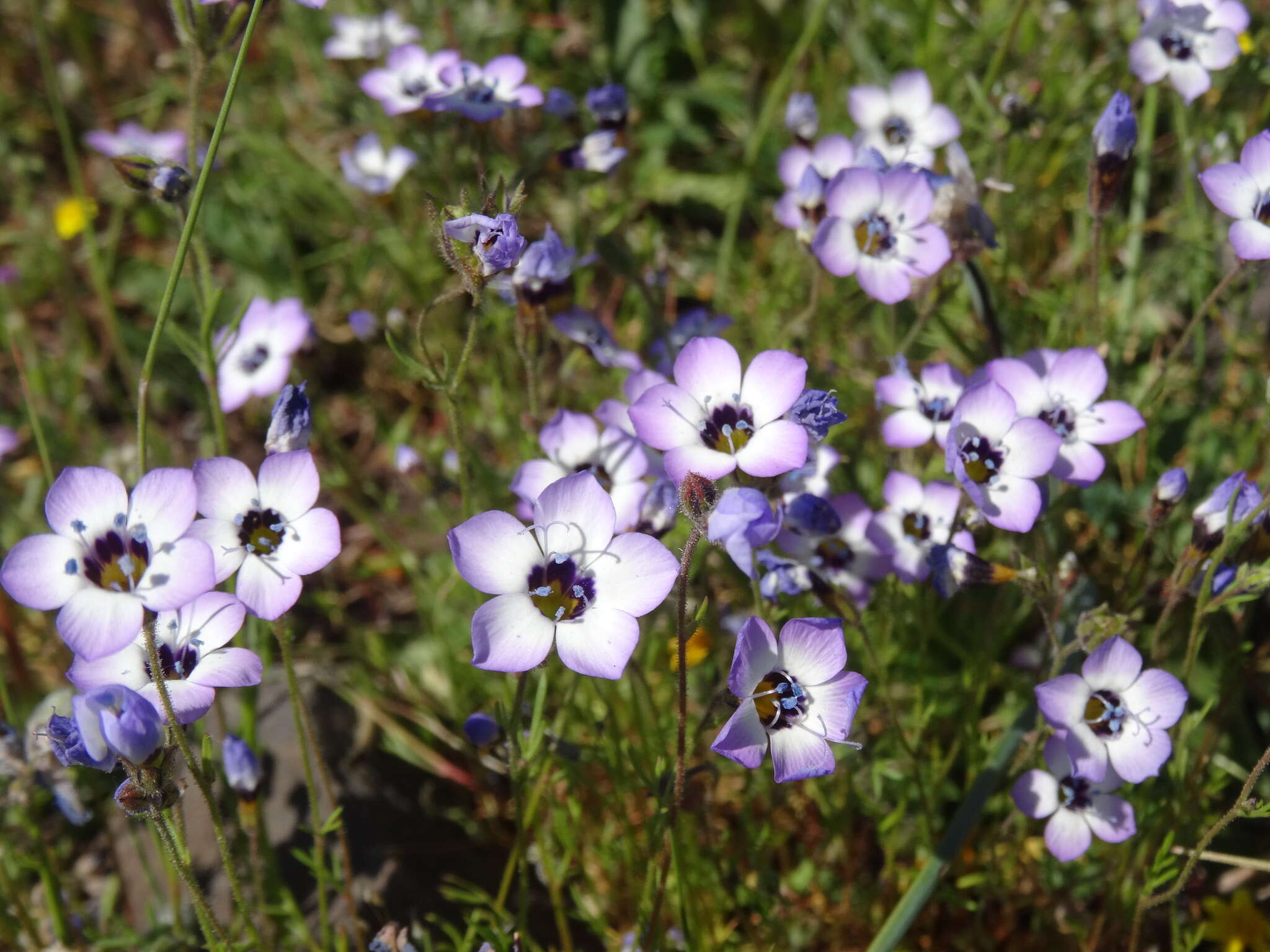 Image of bird's-eye gilia