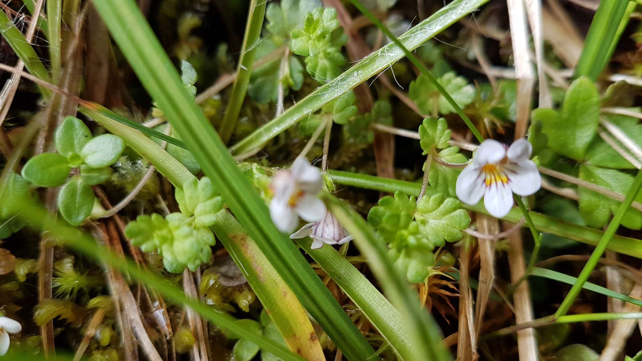 Imagem de Euphrasia cheesemanii Wettst.