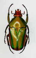 Image of Eudicella (Coelorrhina) hornimani (Bates 1877)