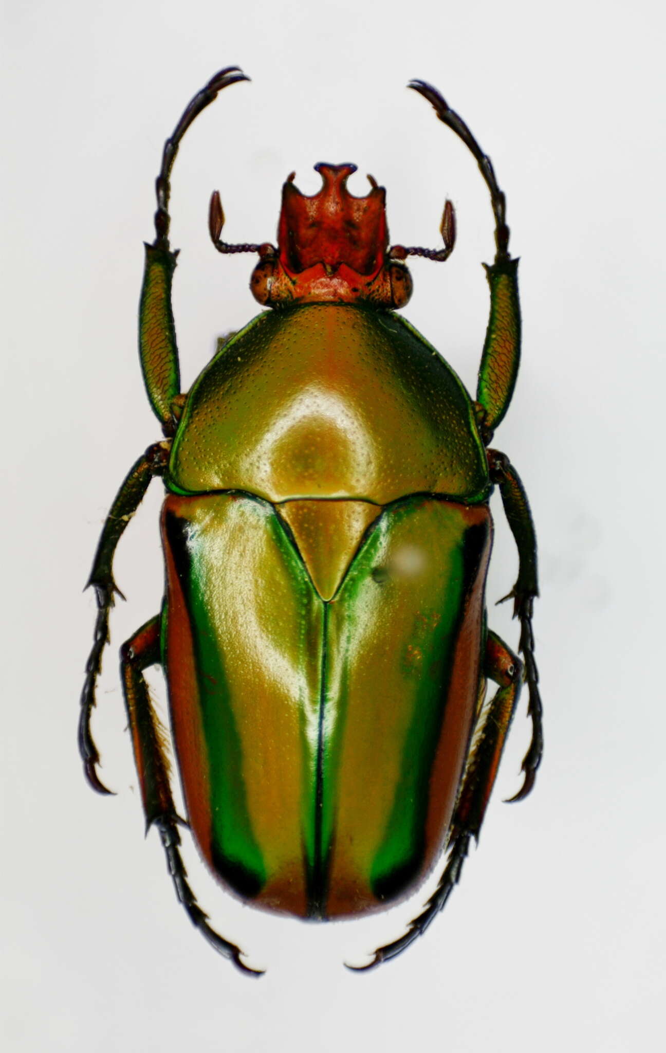 Image of Eudicella (Coelorrhina) hornimani (Bates 1877)