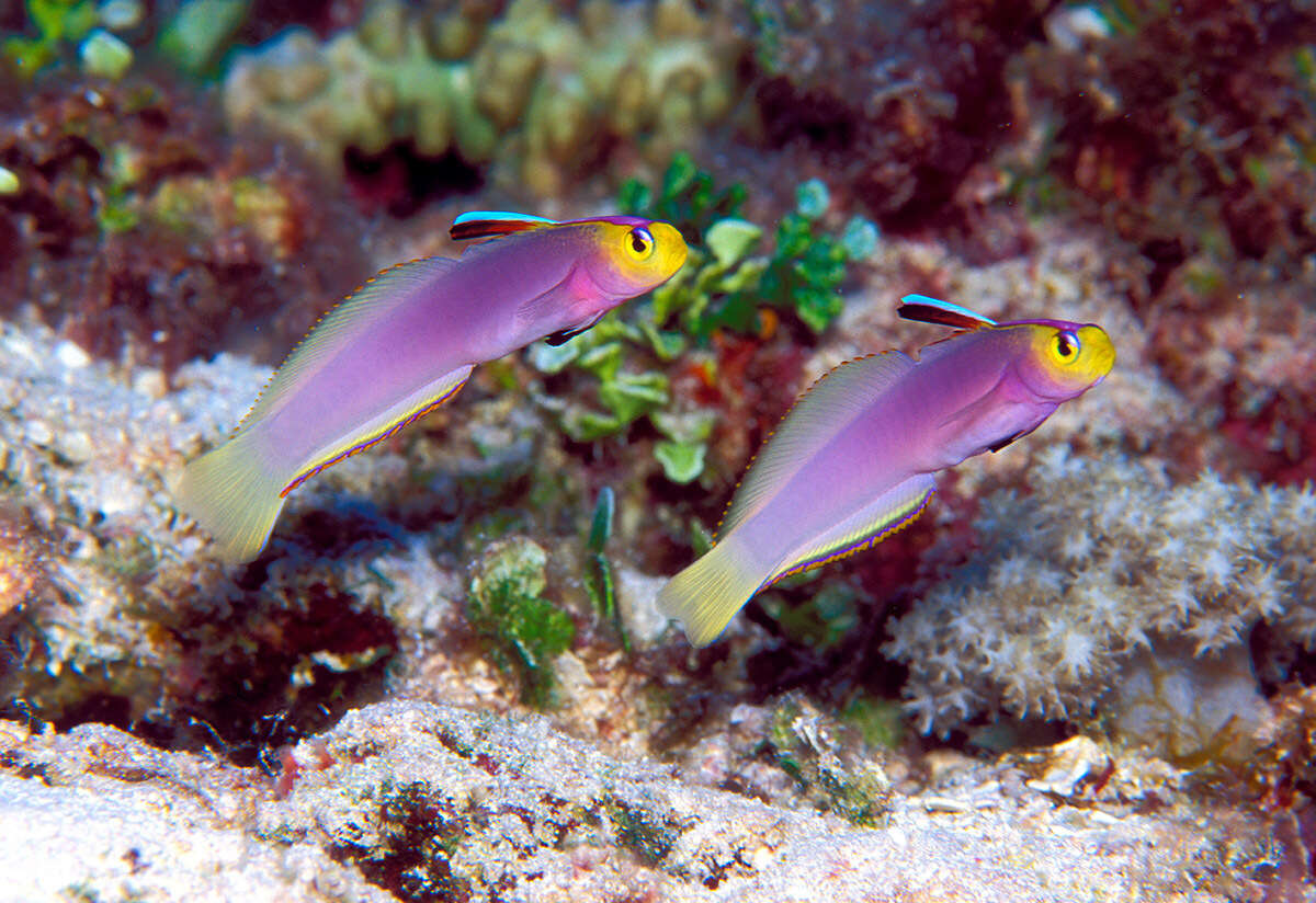 Image of Helfrich's dartfish