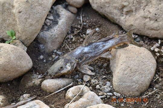 Image of Yellow Catfish