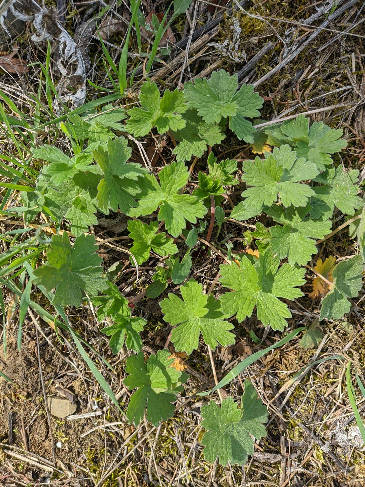 Imagem de Geranium asphodeloides subsp. tauricum (Rupr.) Fritsch