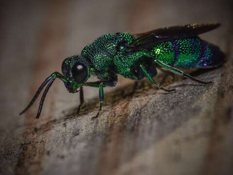 Image of <i>Chrysis smaragdula</i> Lepeletier & Serville 1825