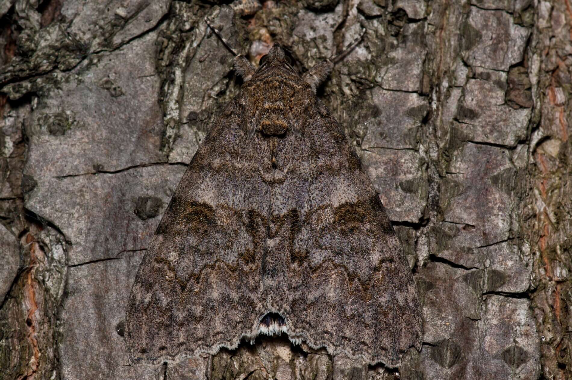 Image of red underwing