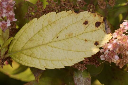 Image of Blumeriella filipendulae (Thüm.) Rossman 2014