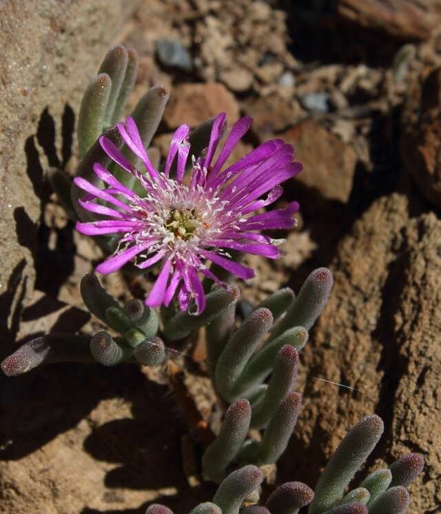 Imagem de Drosanthemum hispidum (L.) Schwant.