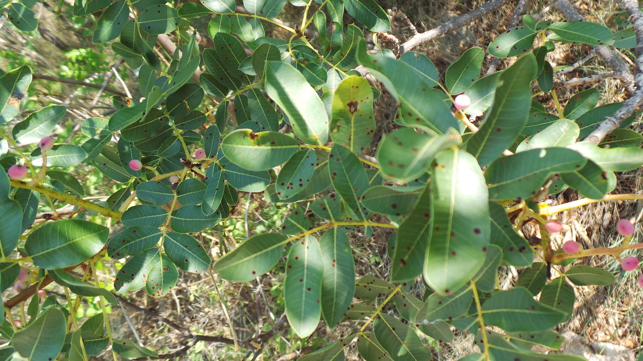 Image of Pileolaria terebinthi (DC.) Castagne 1842