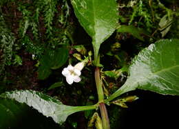 Image of Nautilocalyx mimuloides (Benth.) C. V. Morton