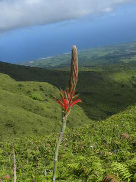 Image of Pitcairnia spicata (Lam.) Mez