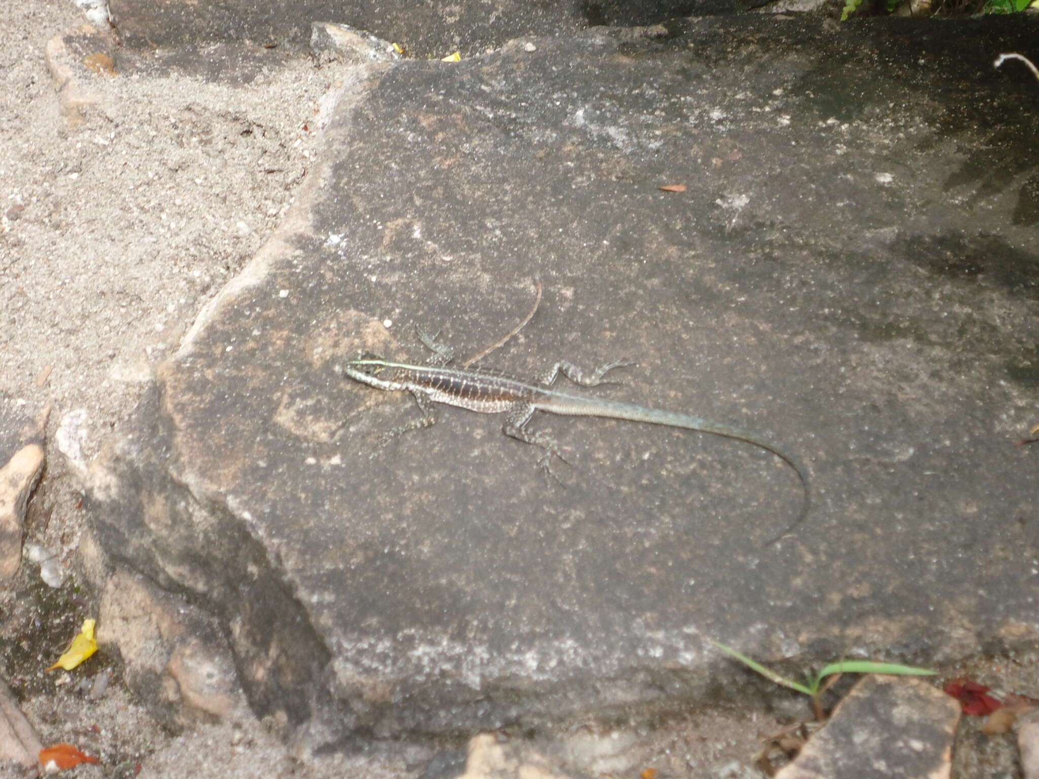 Image of Striped Lava Lizard