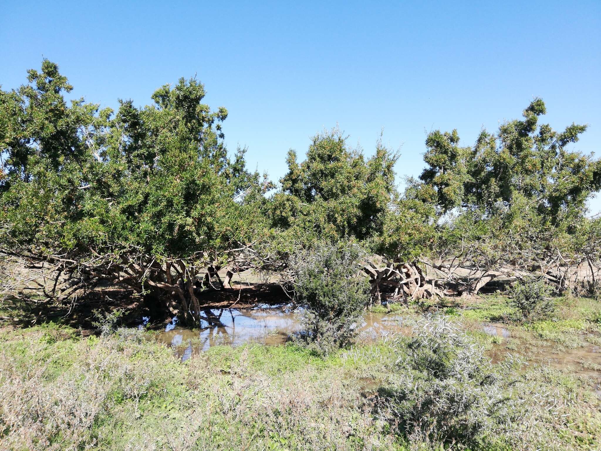 Image of Combretum caffrum (Eckl. & Zeyh.) Kuntze