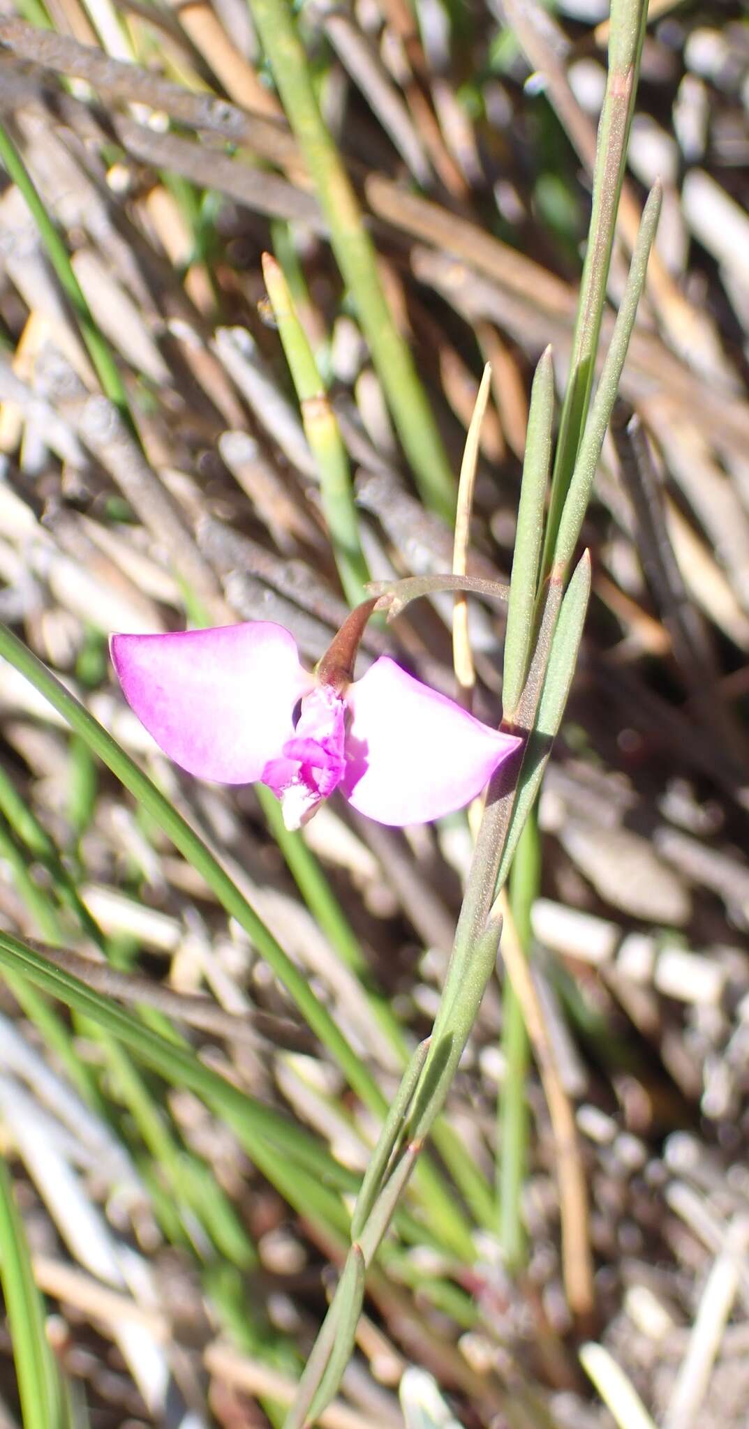 Image of Polygala refracta Burch. ex DC.