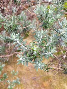 Image of Hubertia tomentosa Bory