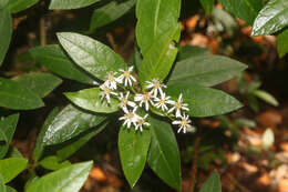 Image of Sticky daisy bush