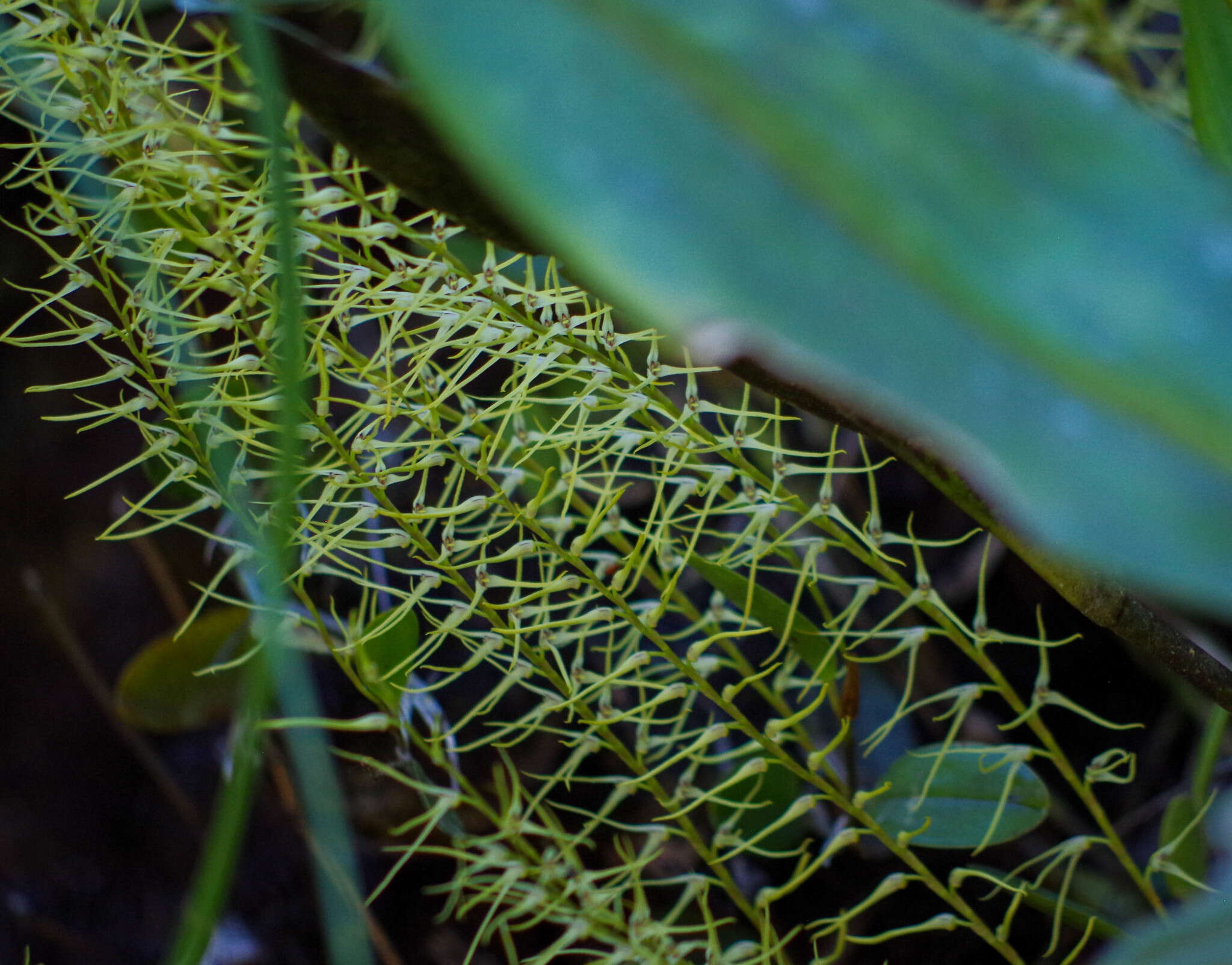 Imagem de Anathallis sclerophylla (Lindl.) Pridgeon & M. W. Chase