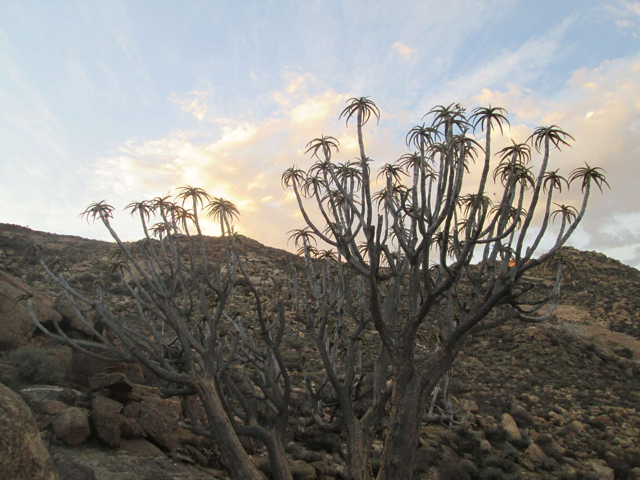 Image of Quiver tree