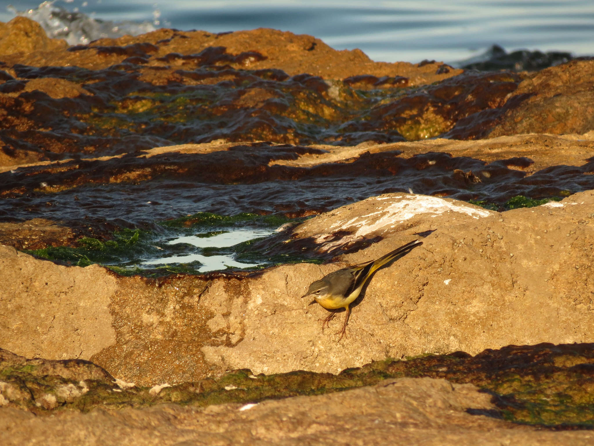 Image of Grey Wagtail