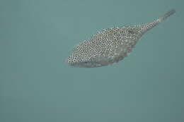 Image of Horn-nosed boxfish