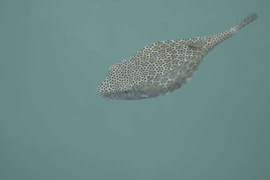 Image of Horn-nosed boxfish