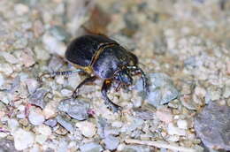 Image of Ceratophyus mesasiaticus Medvedev & Nikolajev 1974