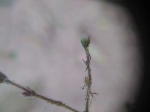 Image of Euphorbia guatemalensis Standl. & Steyerm.