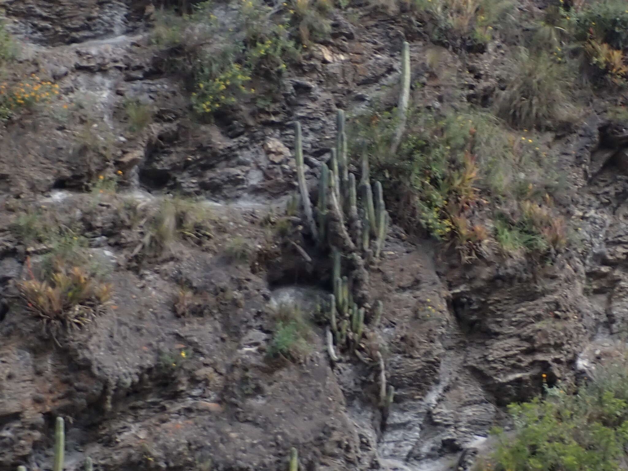 Image de Trichocereus macrogonus var. peruvianus