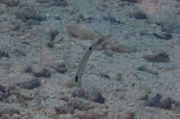 Image of Black spotted garden eel