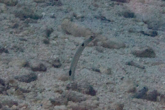 Image of Black spotted garden eel