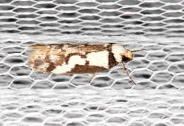 Image of Philobota partitella Walker 1864