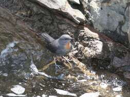 Image of Rufous-throated Dipper