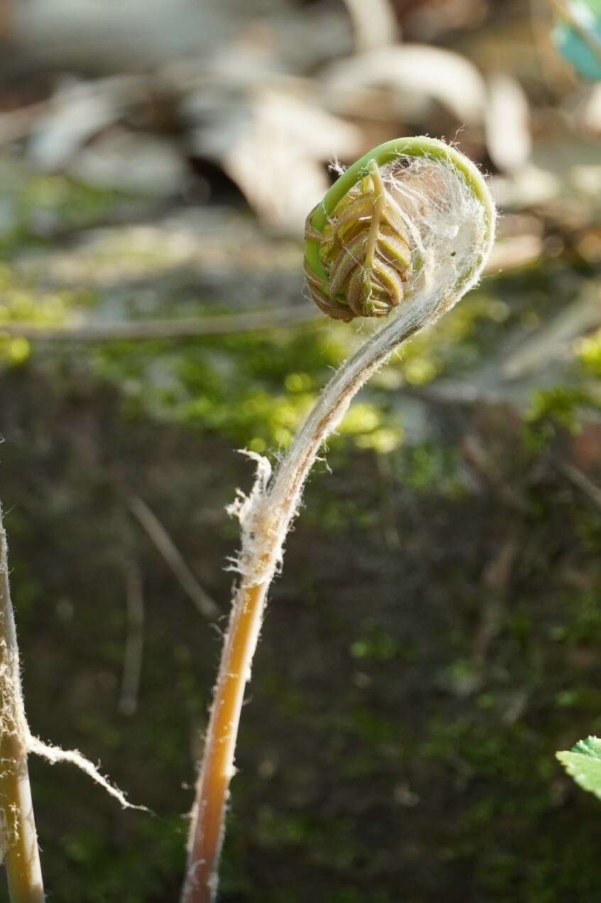 Plancia ëd Osmunda japonica Thunb.