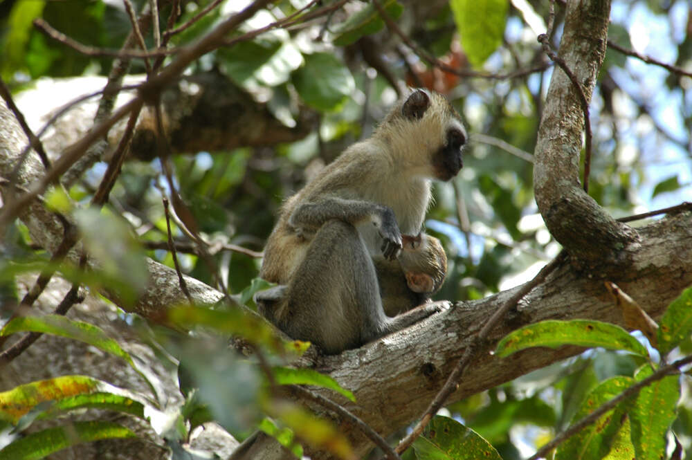 Image of Vervet Monkey