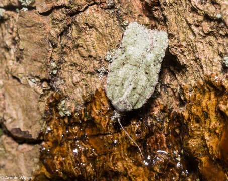 Image of Acleris literana Linnaeus 1758