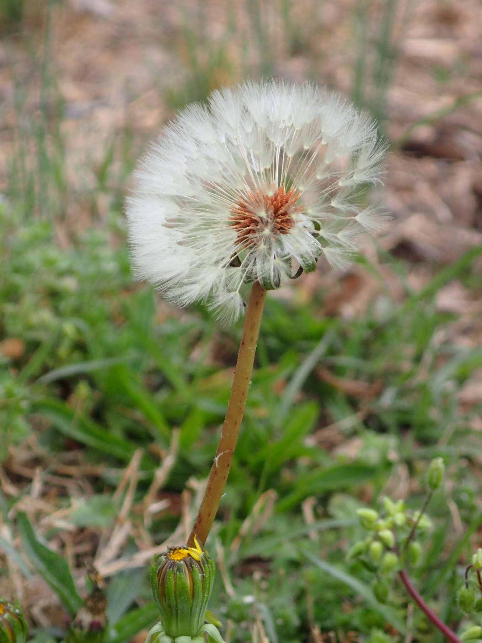 Слика од Taraxacum erythrospermum Andrz. ex Bess.