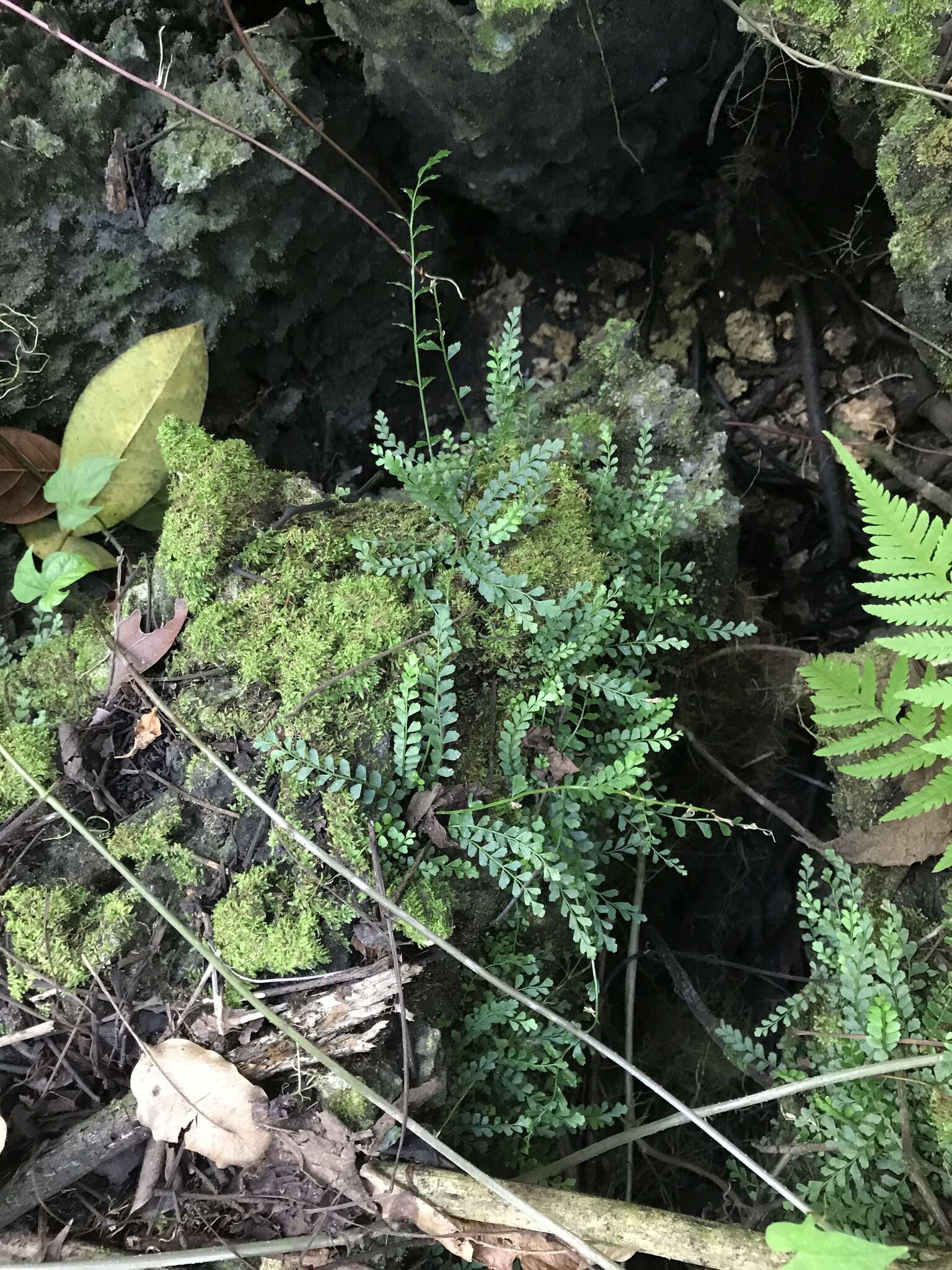 Image of Asplenium dentatum L.