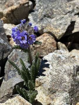 Слика од Polemonium chartaceum Mason