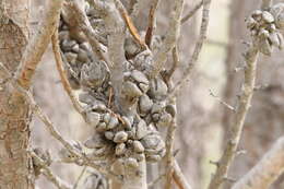 Image of Black Cypress-pine