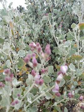 Imagem de Malacothamnus gracilis (Eastw.) Kearney