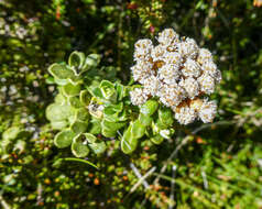 Ozothamnus rodwayi A. E. Orchard resmi