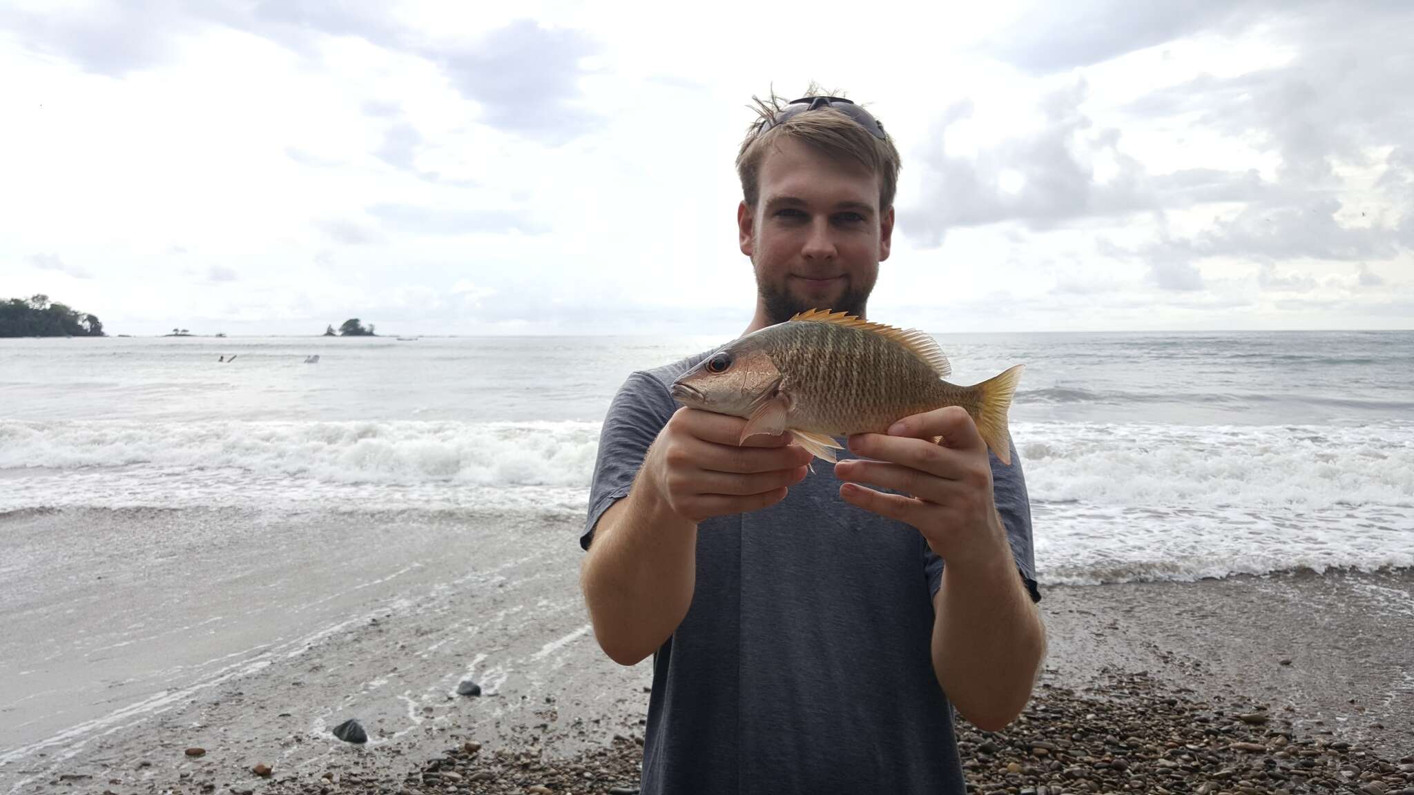 Image of Amarillo snapper