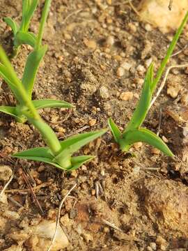 Image of Chlorophytum cooperi (Baker) Nordal