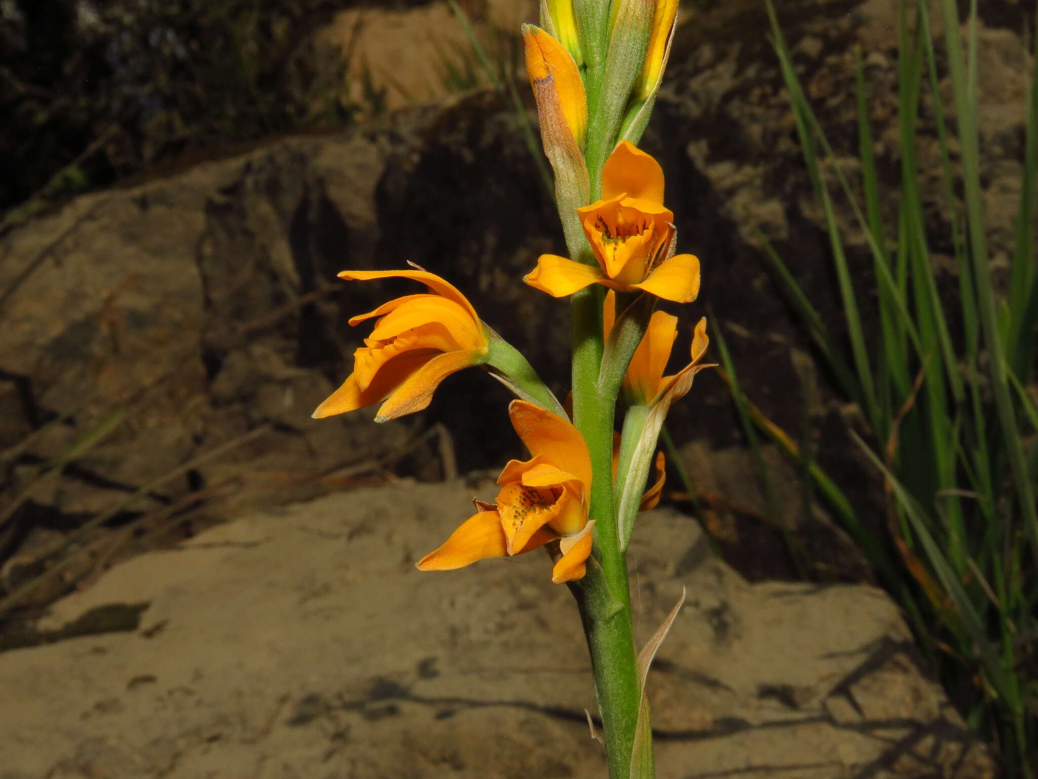 Image of Chloraea chrysantha Poepp.