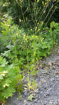 Image of smallflower hawksbeard