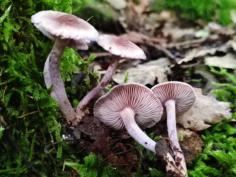 Image of Inocybe griseolilacina J. E. Lange 1917