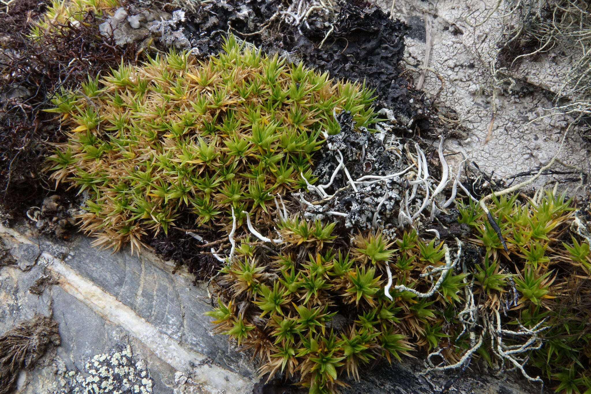 Image of Colobanthus buchananii T. Kirk